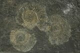 Fossil Ammonite (Dactylioceras) Cluster - Posidonia Shale, Germany #353534-2